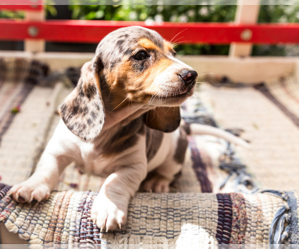 Medium Photo #6 Dachshund Puppy For Sale in WAKARUSA, IN, USA