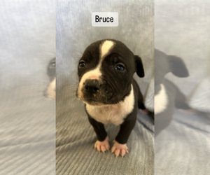 American Pit Bull Terrier Puppy for sale in GRIFFITH, IN, USA