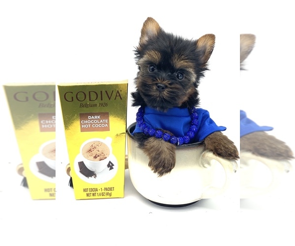 Medium Photo #11 Yorkshire Terrier Puppy For Sale in CORAL SPRINGS, FL, USA