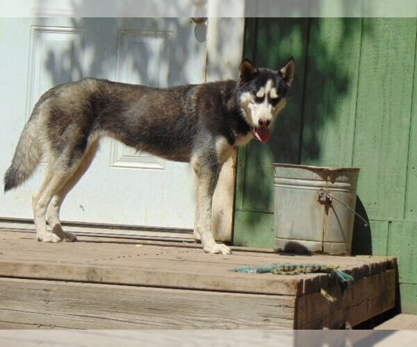 Medium Photo #3 Siberian Husky Puppy For Sale in Pacific grove , CA, USA