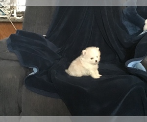 Pomeranian Puppy for sale in APPLE VALLEY, CA, USA