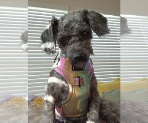 Fanny - Female Poodle (Toy)-Unknown Mix Dog for Adoption - Photo #2