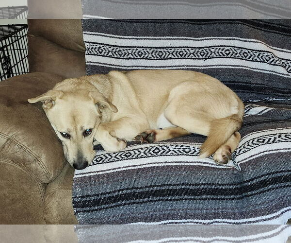 Medium Photo #5 Labsky Puppy For Sale in Mount Airy, NC, USA