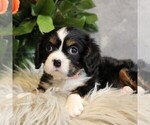 Small #5 Bernese Mountain Dog-Cavalier King Charles Spaniel Mix