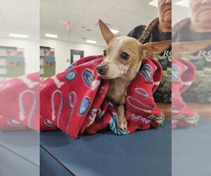 Chihuahua Dogs for adoption in Temple, TX, USA