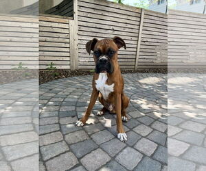 Boxer Dogs for adoption in Woodbury, MN, USA