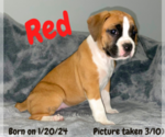 Puppy Red Boxer