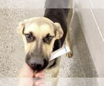 Small #3 German Shepherd Dog Mix