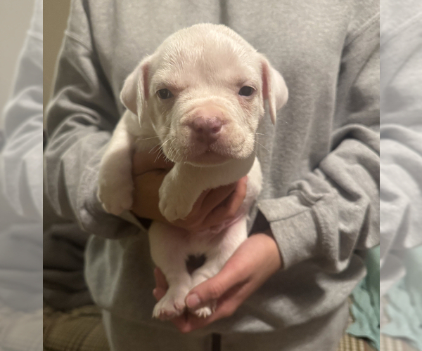 Medium Photo #4 American Bully Puppy For Sale in BOONE, IA, USA