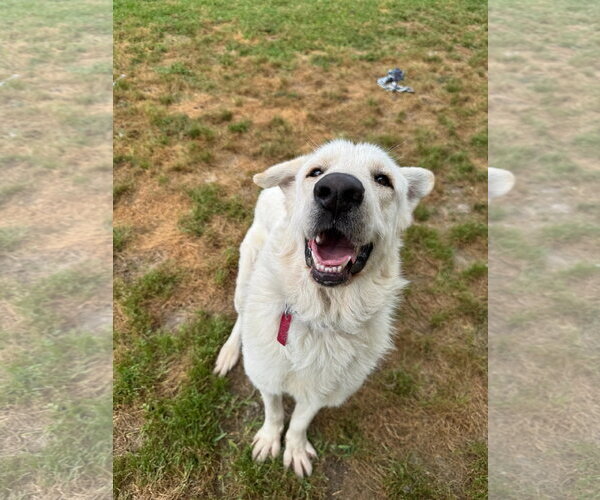Medium Photo #4 Great Pyrenees Puppy For Sale in Spring, TX, USA