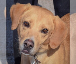 Ace - Male Mutt Dog for Adoption - Photo #5