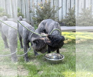 Juice & Kool Aid - Male Chow Chow Dog for Adoption - Photo #5