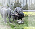 Small #4 Chow Chow