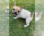 Small Photo #2 French Bulldog Puppy For Sale in NORTH LAS VEGAS, NV, USA