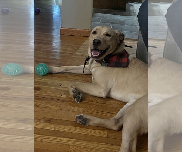 Medium Photo #6 Labrador Retriever-Unknown Mix Puppy For Sale in Brooklyn Center, MN, USA