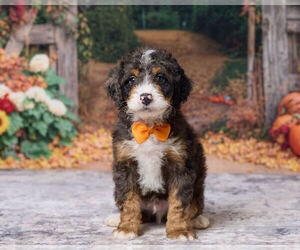 Bernedoodle (Miniature) Puppy for Sale in DUNDEE, Ohio USA