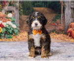 Kendrick - Male Bernedoodle (Miniature) Puppy for Sale - Small photo