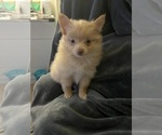 Puppy Thistle Shiranian