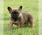 Small #4 French Bulldog