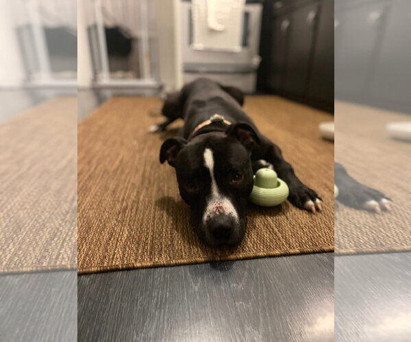Medium Photo #3 American Pit Bull Terrier-Unknown Mix Puppy For Sale in Lockport, NY, USA