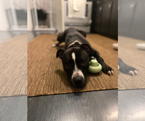 Vader - Male American Pit Bull Terrier-Unknown Mix Dog for Adoption - Photo #3