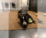 Small #2 American Pit Bull Terrier Mix