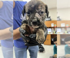 Cairn Terrier-Unknown Mix Dogs for adoption in Pasadena, TX, USA