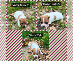 Jack Russell Terrier Litter for sale in KINGSVILLE, MO, USA