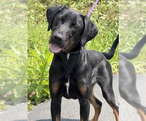 Black and Tan Coonhound-German Shepherd Dog Mix Dogs for adoption in Canfield, OH, USA