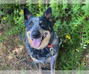Mutt Dogs for adoption in Petaluma, CA, USA