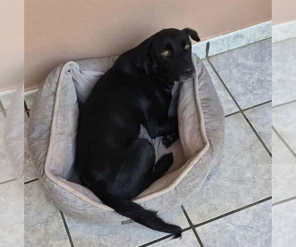 Medium Photo #7 Labrador Retriever-Unknown Mix Puppy For Sale in Virginia Beach, VA, USA