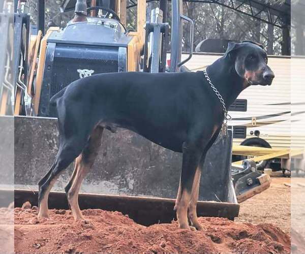 Medium Photo #1 Doberman Pinscher Puppy For Sale in KELLYTON, AL, USA