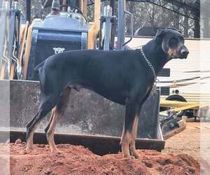 Father of the Doberman Pinscher puppies born on 04/25/2026