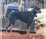 Small Photo #1 Doberman Pinscher Puppy For Sale in KELLYTON, AL, USA
