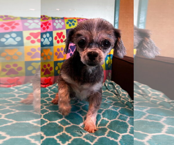 Medium Photo #6 Shih Tzu Puppy For Sale in Pacolet, SC, USA