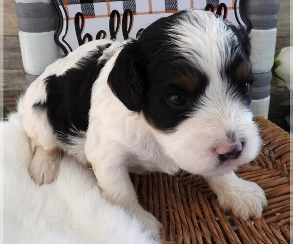 Medium Photo #4 Cavapoo Puppy For Sale in CARLISLE, KY, USA