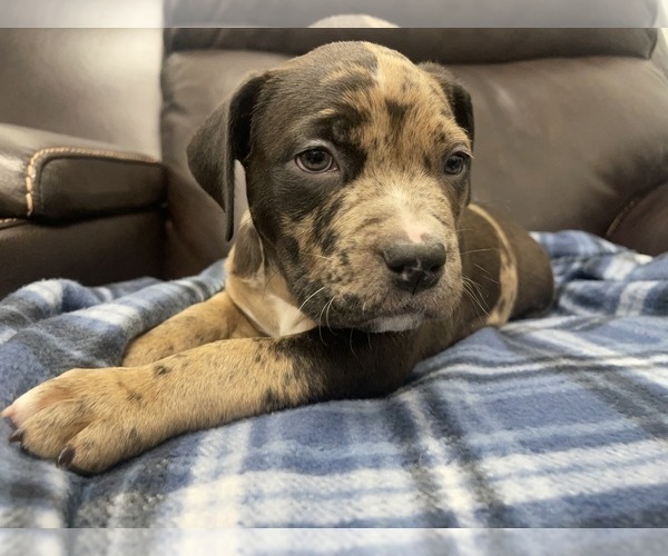 Medium Photo #22 American Bully Puppy For Sale in REESEVILLE, WI, USA