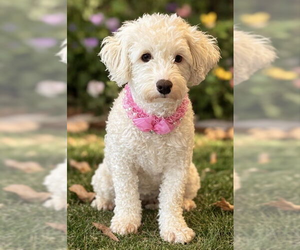 Medium Photo #2 Goldendoodle (Miniature) Puppy For Sale in Phoenix, AZ, USA