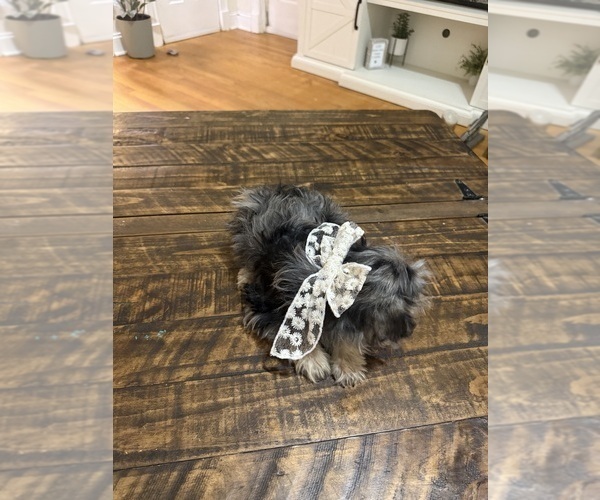 Medium Photo #3 Schnoodle (Miniature) Puppy For Sale in DINWIDDIE, VA, USA