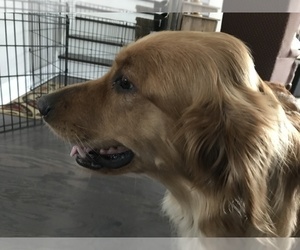 Mother of the Golden Retriever puppies born on 11/09/2019