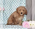 Small Photo #3 Cavapoo Puppy For Sale in RISING SUN, MD, USA