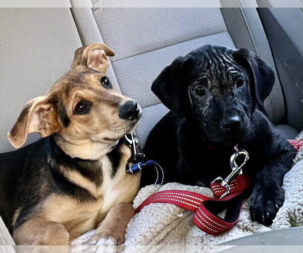 Medium Photo #9 Mutt Puppy For Sale in Mount Laurel, NJ, USA