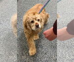 Small #10 Cocker Spaniel
