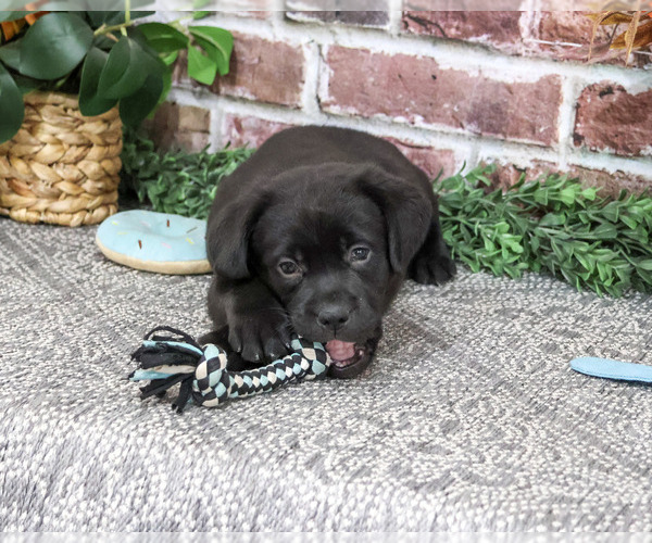 Medium Photo #4 Labrador Retriever Puppy For Sale in SYRACUSE, IN, USA