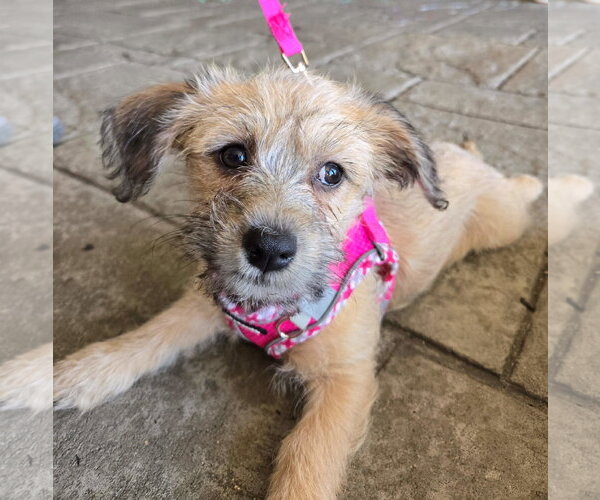 Medium Photo #1 Mutt Puppy For Sale in Cliffwood, NJ, USA