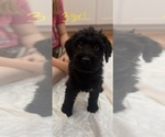 Small #4 Bernedoodle-Saint Bernard Mix