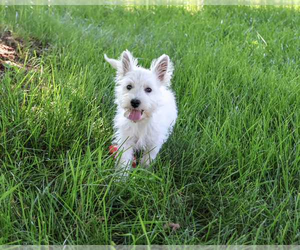 Medium Photo #4 West Highland White Terrier Puppy For Sale in SYRACUSE, IN, USA