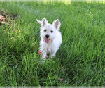 Small #3 West Highland White Terrier