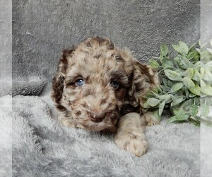 Labradoodle Puppy for sale in FREDERICKSBURG, OH, USA