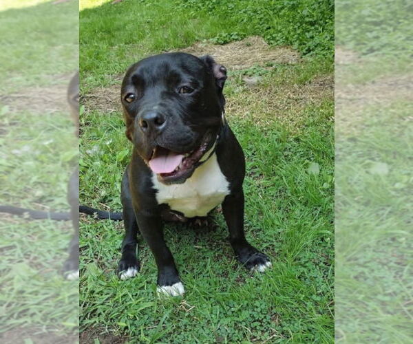 Medium Photo #1 Bulldog-Unknown Mix Puppy For Sale in Benton, PA, USA